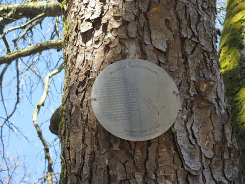 このように、それぞれの木には説明が書いてあります