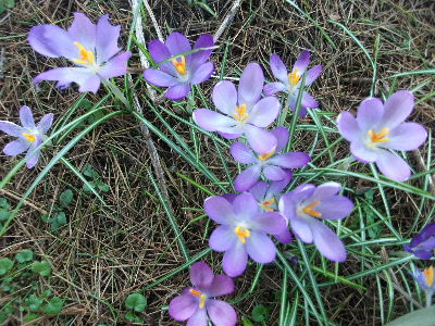 春はそこまで来ています