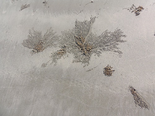 カニが作り出す芸術　ビーチいっぱいに見られます