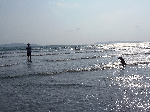 バンペーの犬は海が大好き