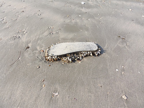 流れ着いたサンダルには生きた貝がびっしり張り付いています