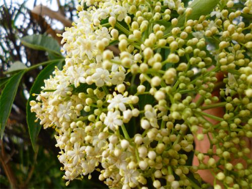 愛らしい小さな白い花