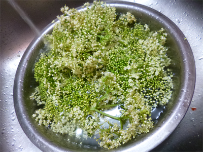 つぼみも多いけれど、まぁいいか