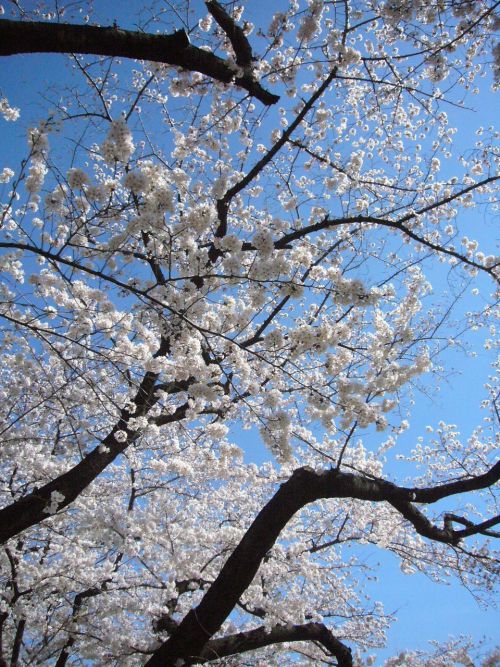 青空にうすピンク色が美しい。