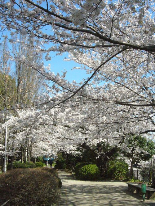 サクラのトンネルです。