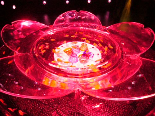 中で金魚が気持ち良さそうに泳いでいます