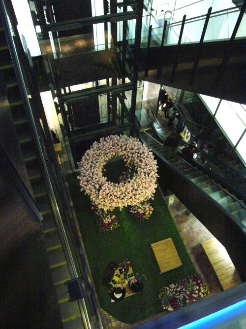 上から見た円のサクラ