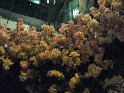 あまり上手に写っていないですが、中央の青いのが青い鳥です