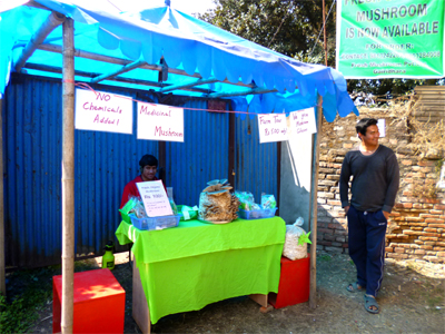 この奥でキノコがわんさかできている！