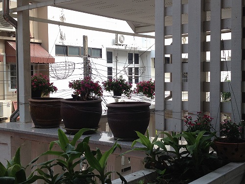 わが家からホースで水をやってくれと…