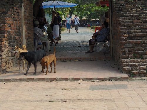 暑さにめげない元気な野良犬たちを見ると、ホッとするような…