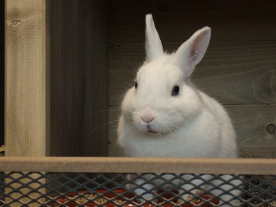 首都ベルン駅前にあるデパートでは、かわいいウサギたちが広々としたケージの中で遊んでいました