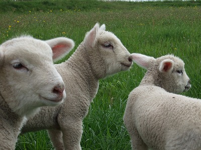そして郊外へ車を走らせれば、コヒツジたちが緑の牧場の中で興味津々に周りを観察中（笑）