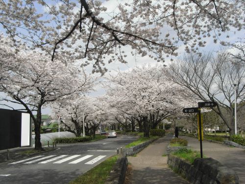 満開の桜