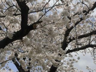 満開の桜