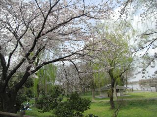 新緑と桜