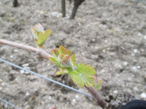 今の春先、ぶどうの蕾が開いて芽が出しています