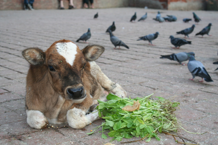 放し飼いの牛も少なくなってきました