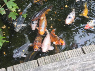 錦鯉を庭で飼うことは、オランダ人にとって1つのステータス