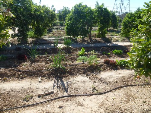 畑を借りることもできる。栽培に素人でも専門家が親切に相談にのってくれるから安心！