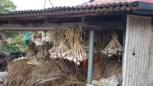 そろそろニンニクを収穫して干す時期でした