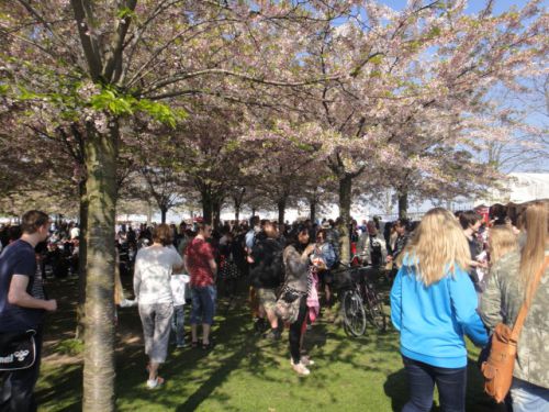今年は桜の花も残り、雰囲気はばっちりでした