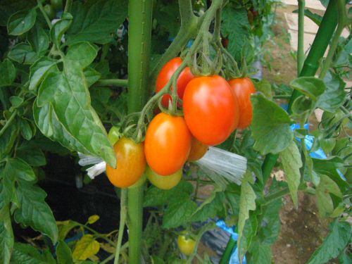 色づいたトマト