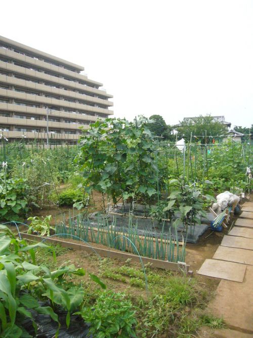 マンションの間にある区民農園
