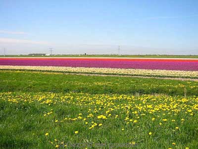 チューリップ畑が広がる大地