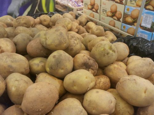 選んで買えるジャガイモ売り場にも、傷んでいたり、かなり緑のジャガイモが見えます