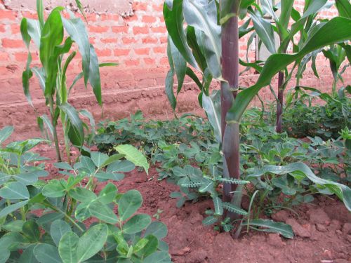 家庭菜園で最もよく見られる風景