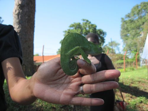 やや大きめのカメレオン。後ろの女の子の表情はひきつっていました
