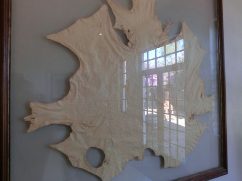 バッグなどに加工される際の染色前の皮は、こんなに白い色です