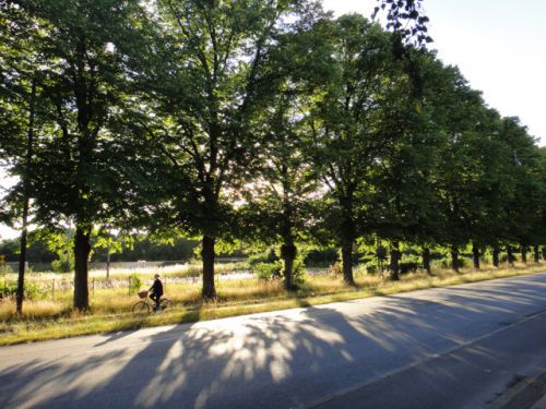 木漏れ日　　実は夜８時です。