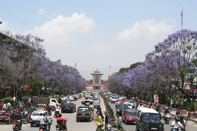 昨年の5月の開花時期