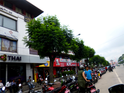 おや、てっぺんに伸びているのは？