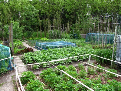 家庭菜園。週末になると、市民がこぞってここにやってくる。