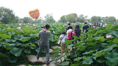 扶余の宮南池の蓮の花祭りは飛び石をつたって蓮の中を歩くことができます
