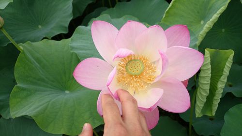 人の顔ほどもあろうかという大きさの蓮の花