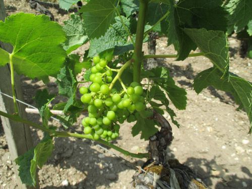 現在のぶどう畑の様子