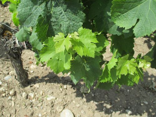 葉っぱで隠れている葡萄たち