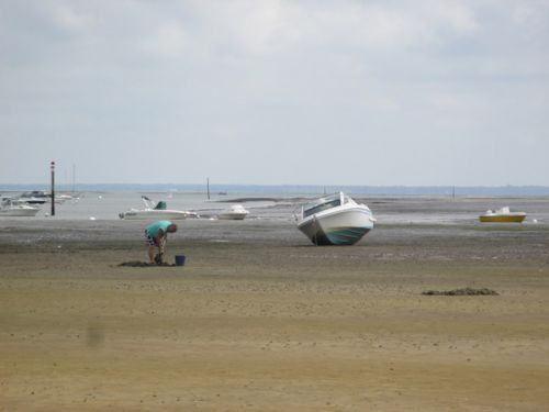 このおじさんも餌とり中