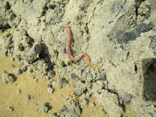 もそもそと出てきました