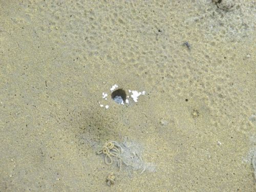 穴の周りに塩をまくだけで、出てきてくれることもあります