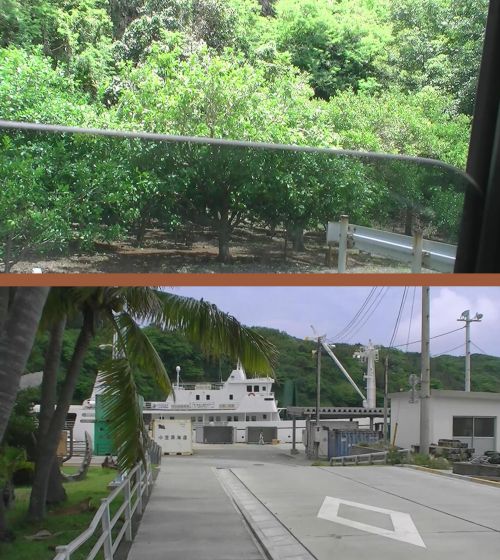 （上）母島の車窓から、ママレモンが生っていますが、まだ青いです。（下）母島のこじんまりした集落、停留している船が「ははじま丸」