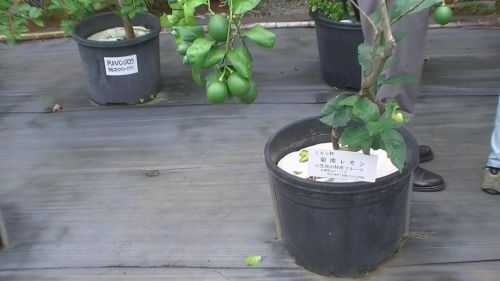 父島にある亜熱帯農業センターでは、島レモンをはじめ、小笠原コーヒーやパッションフルーツも栽培されています。