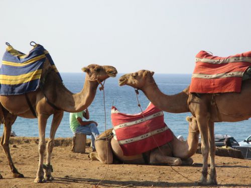 おしゃべりしているらくださんたち