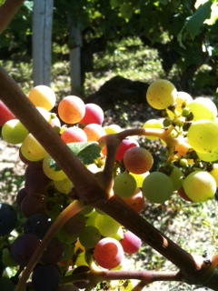 こちらはカベルネソービニョン