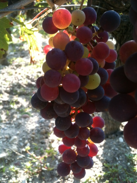 こちらはカベルネフランク、まだまだピンクっぽい