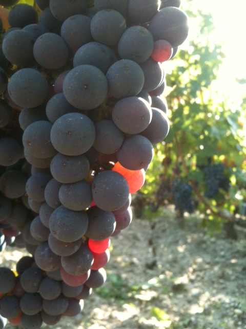 こちらは比較的早熟成のメルロー